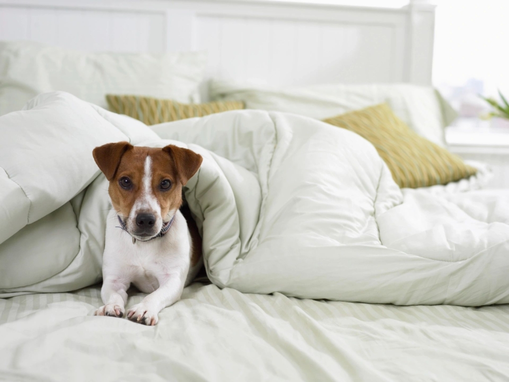 a dog under bed covers